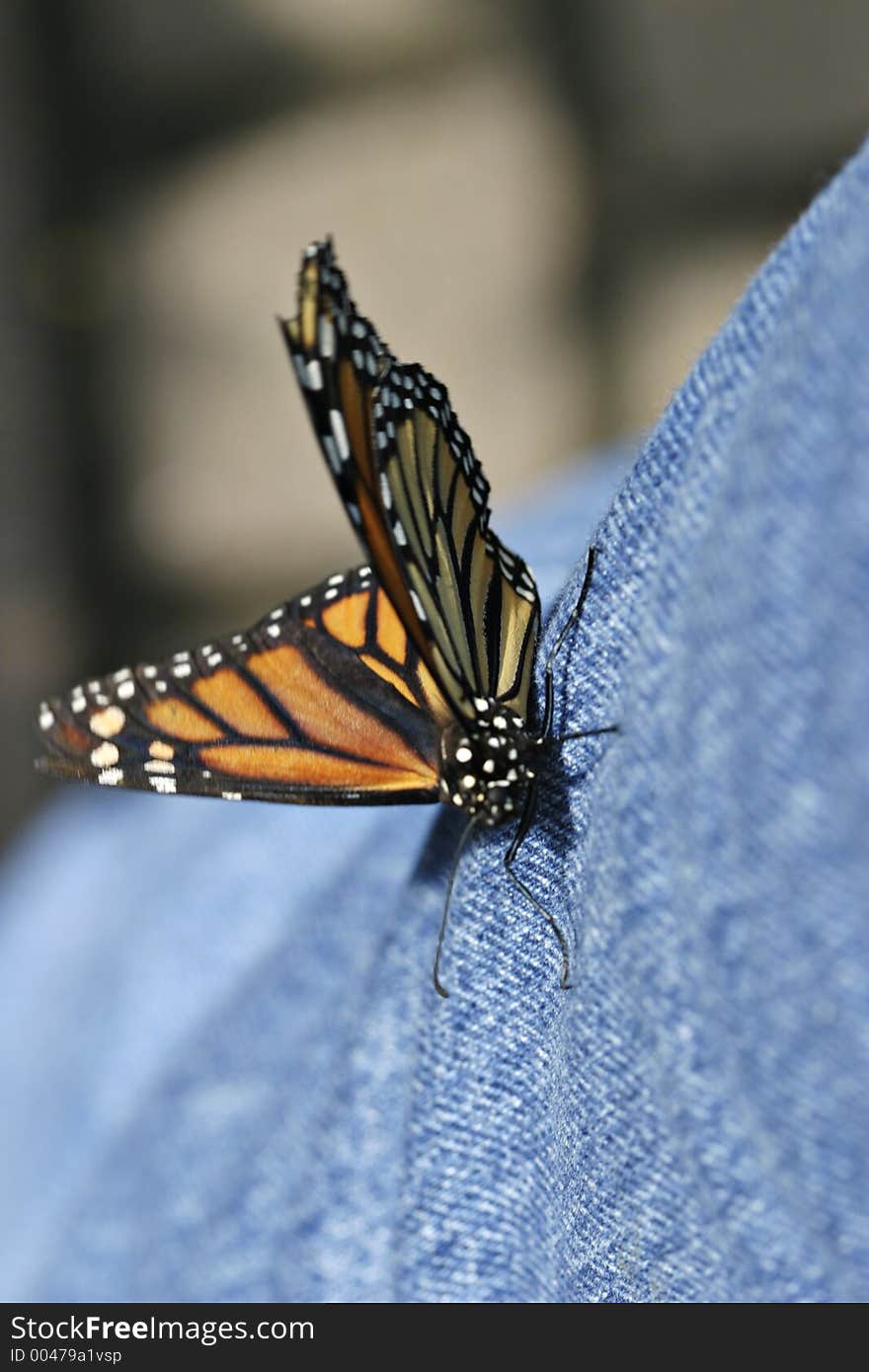 Butterfly on jeans