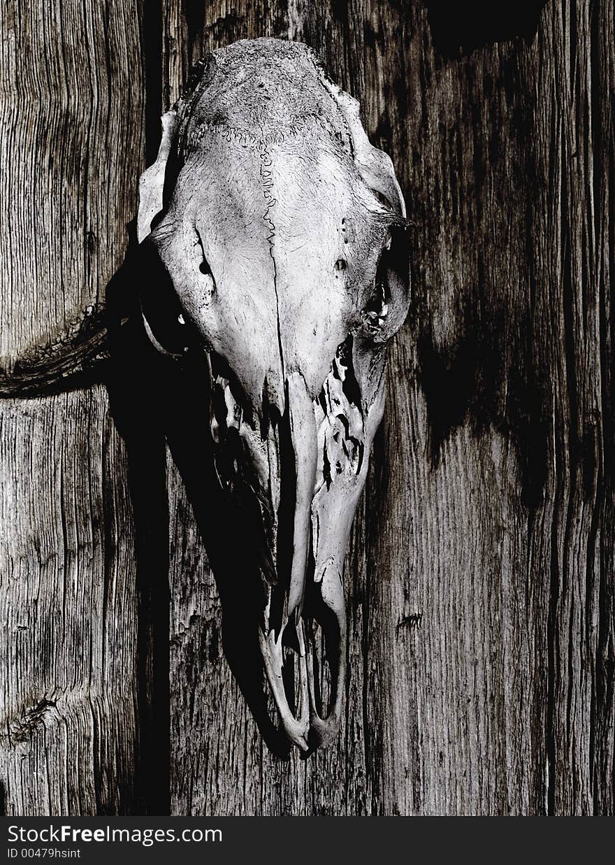 Animal skull