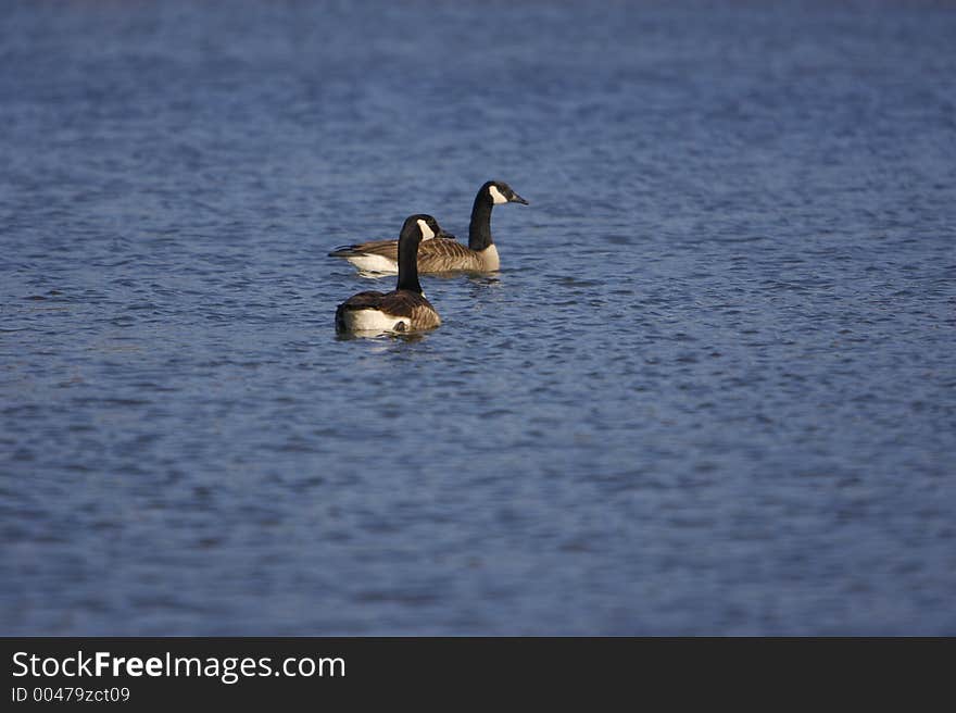 Canadian Geese on Water