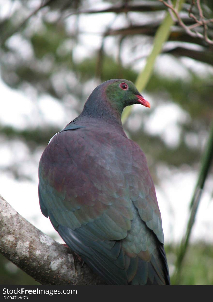 A New Zealand native woodpigeon.Traditionally hunted by maori for their vibrant feathers which were made into cloaks. They were also a food source. A New Zealand native woodpigeon.Traditionally hunted by maori for their vibrant feathers which were made into cloaks. They were also a food source.