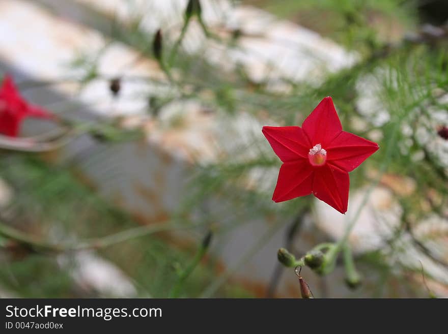 Perfect Star flower-- balanced and symmetrical flower blossom India. Perfect Star flower-- balanced and symmetrical flower blossom India