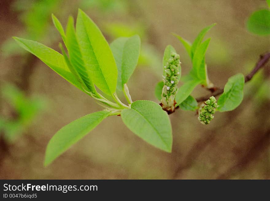 Fresh leaves coming out of buds on spring. Camera Nikon F65, lens Nikkor 28-80G, film Kodak Gold 200, scanner Konica Minolta Scan Dual IV. Fresh leaves coming out of buds on spring. Camera Nikon F65, lens Nikkor 28-80G, film Kodak Gold 200, scanner Konica Minolta Scan Dual IV