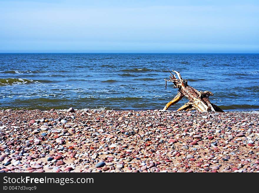 Driftwood on the beach