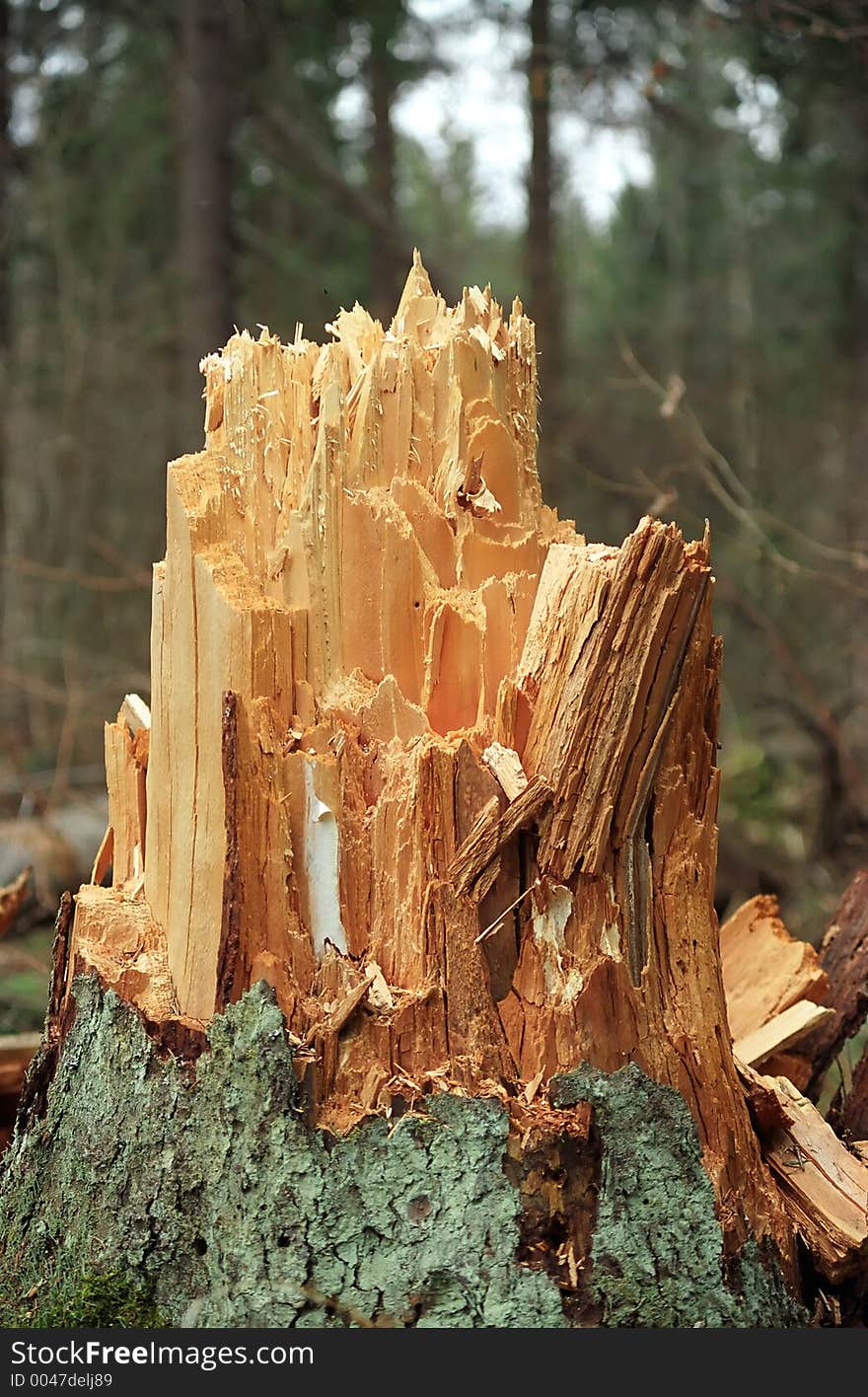 The stump which has formed after a storm in Moscow suburbs. The stump which has formed after a storm in Moscow suburbs