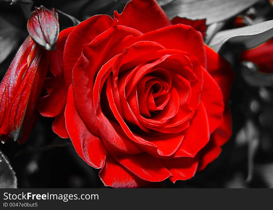 Red velvet rose on a grey background. Red velvet rose on a grey background