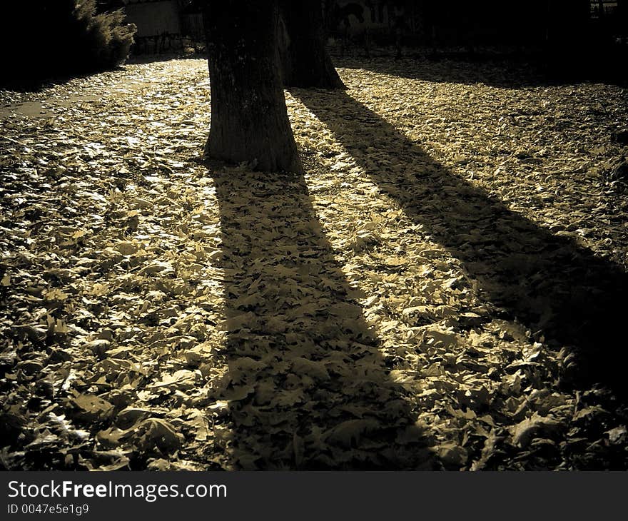 Shadows of trees cast on leaves (infrared). Shadows of trees cast on leaves (infrared)