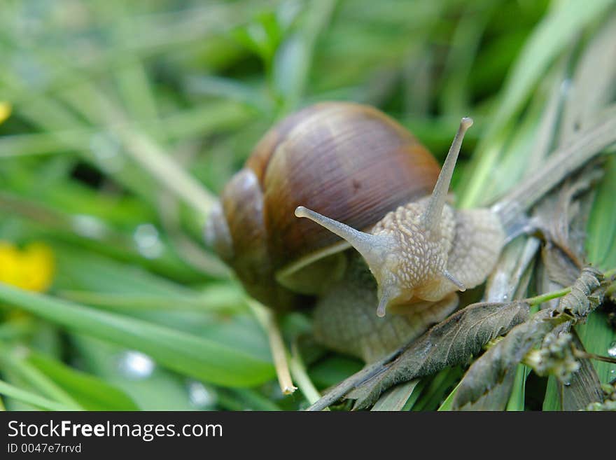 Snail in grass