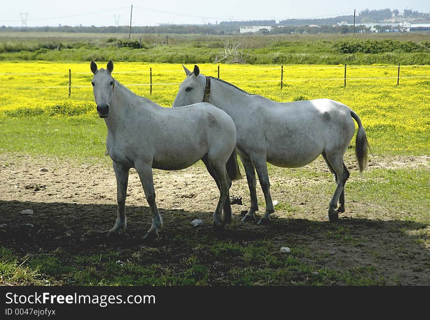 Pair of horses at Barroca,Alcochete,southern Portugal,E.U.