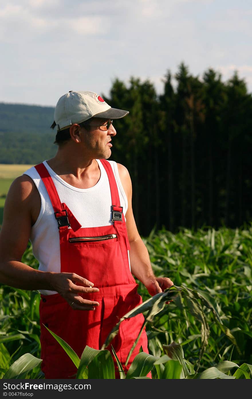 Farmer inspecting the barley