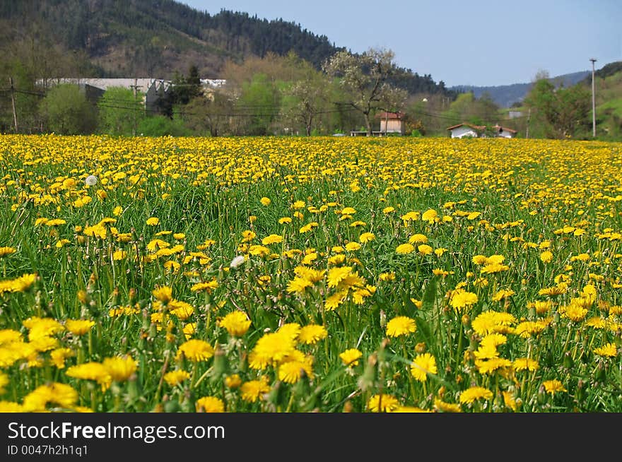 Field full of spring flowers. Field full of spring flowers