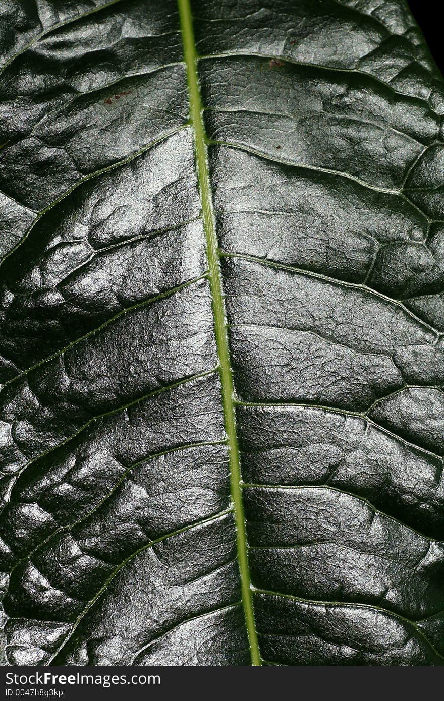 Close up big green leaf.