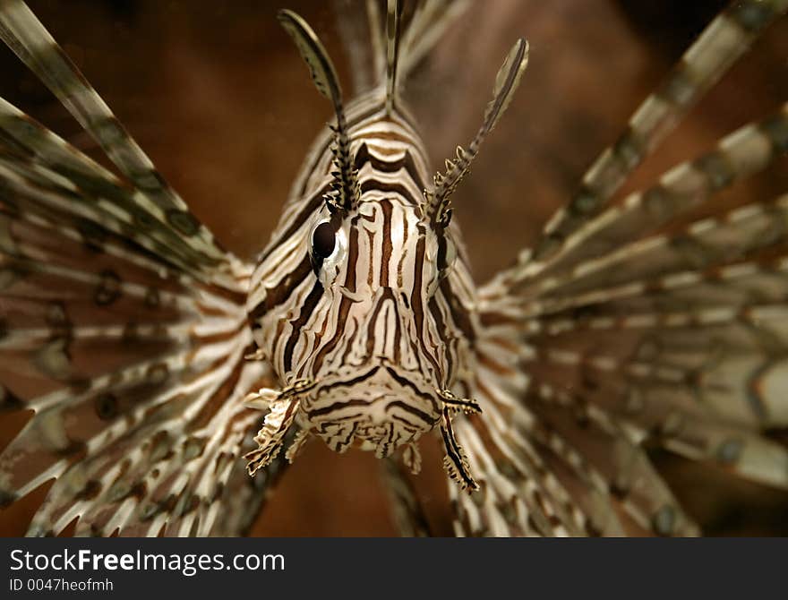 Lion Fish