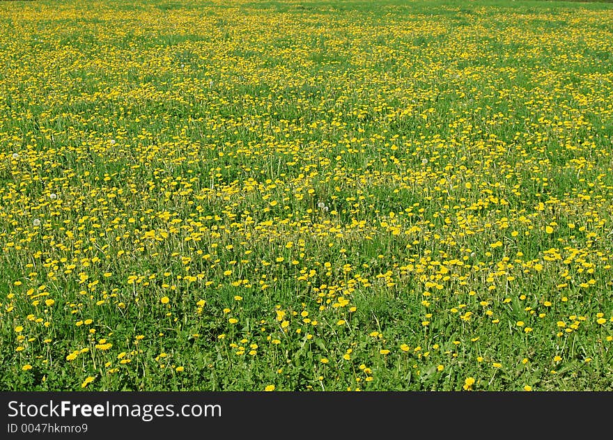 Field full of spring flowers. Field full of spring flowers