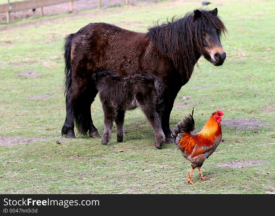 Little horse drinking milk with rooster