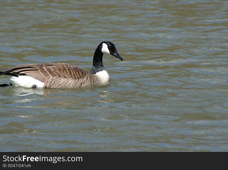 Canada Goose