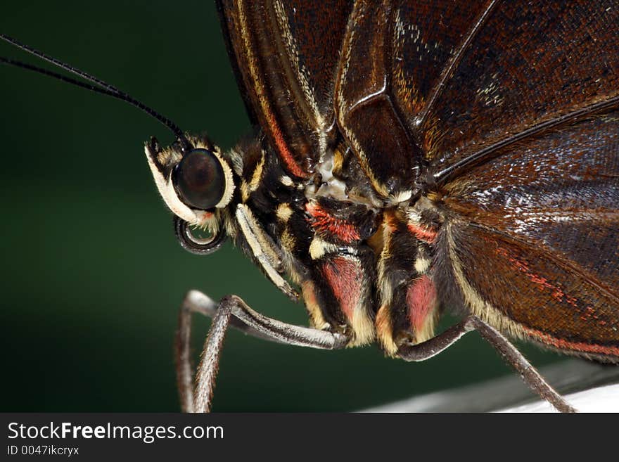 Butterfly red and brown. Butterfly red and brown