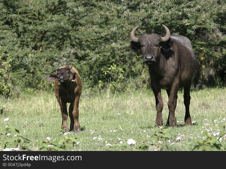 Buffalo mother and calf