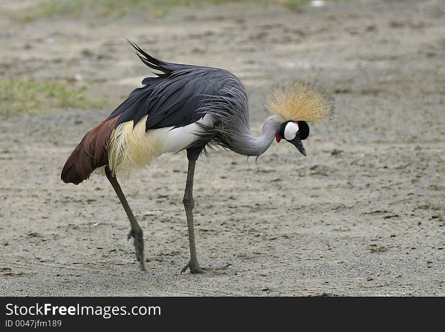 African crowned crane feeding