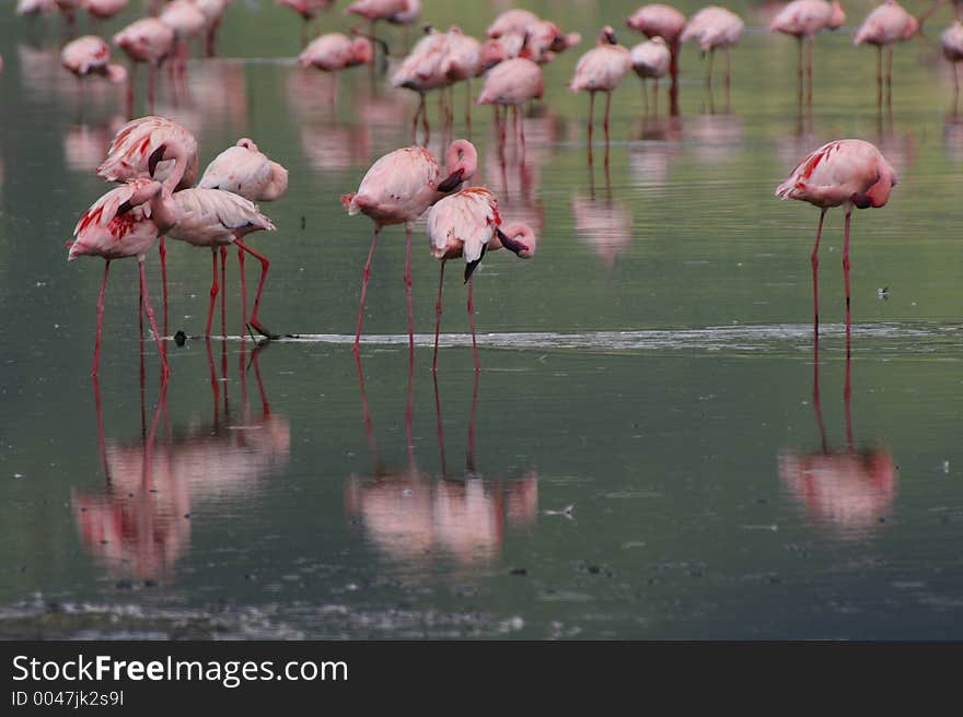 Lesser flamingos lake nakuru kenya