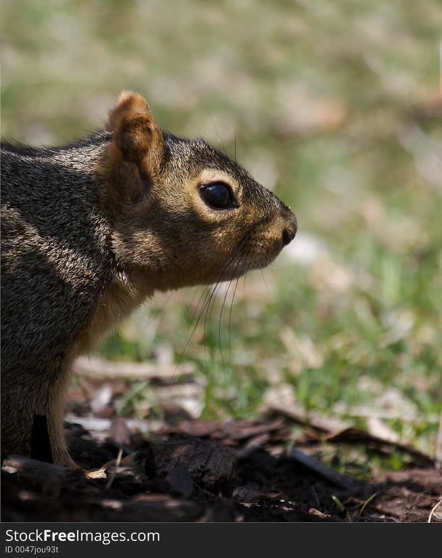 Squirrel