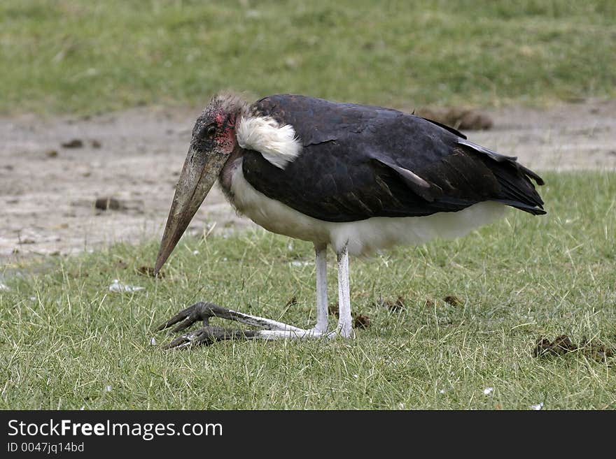 Marabou stork sitting comfortably