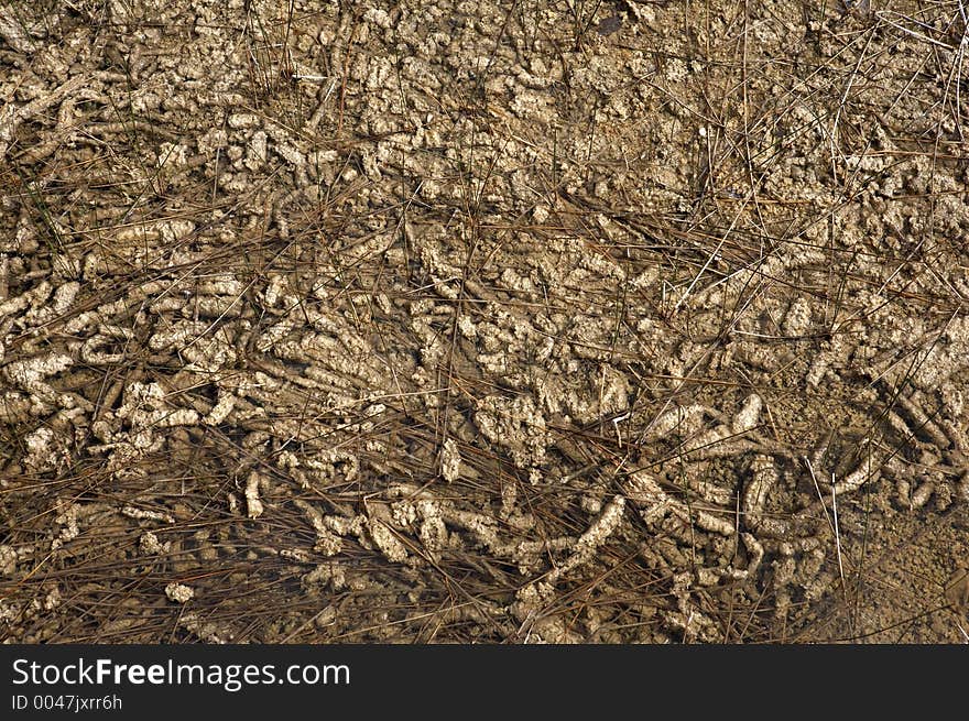 Periphyton, a soft spongy mat of algae which blankets aquatic surfaces throughout the freshwater everglades, everglades state national park, Florida, America, United States, usa, photograph taken in march 2006