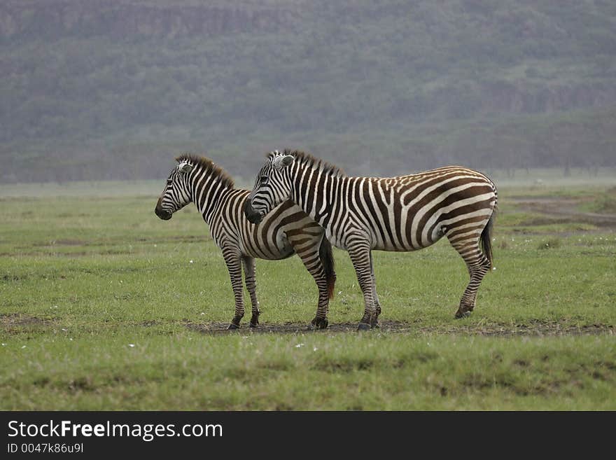 Zebra