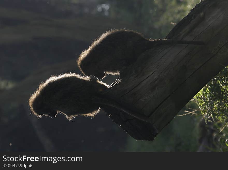 Backlit olive baboons