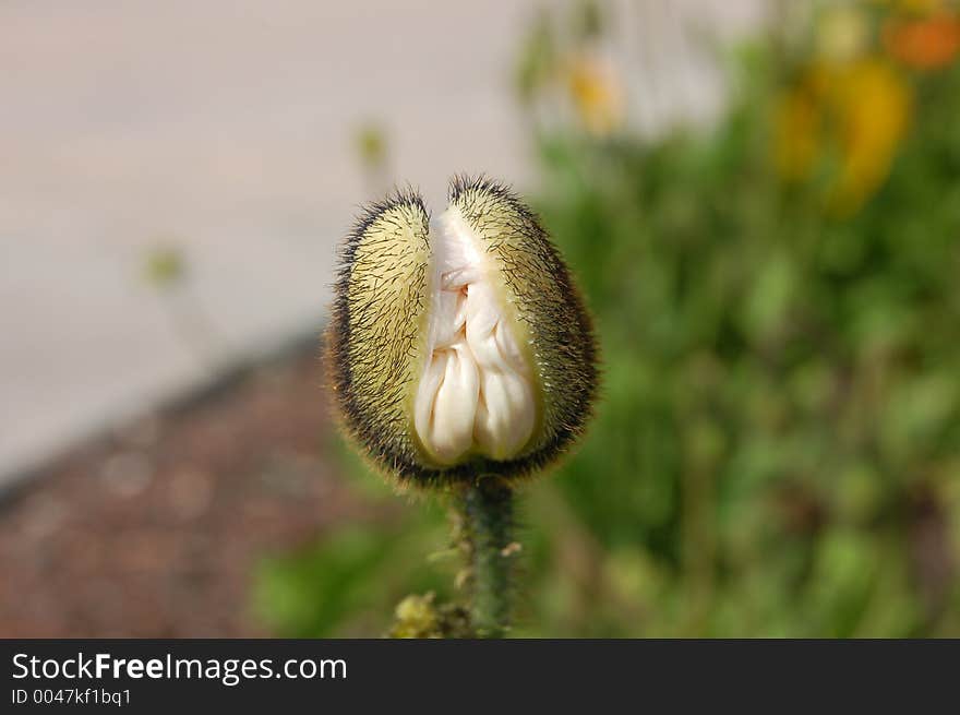 Poppy about to bloom. Poppy about to bloom.