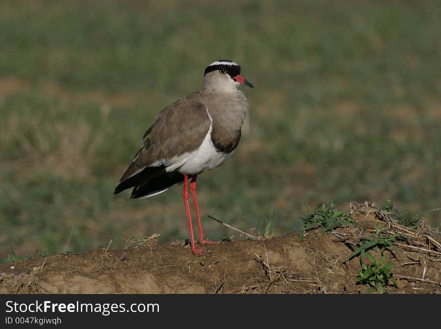 Black-crowned plover portrait