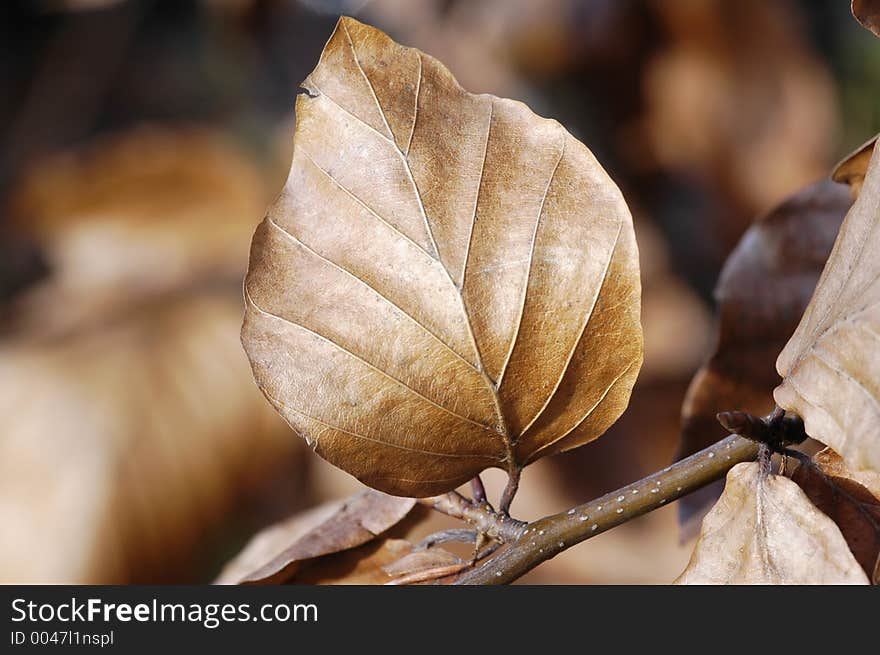 Dead Leaf Detail