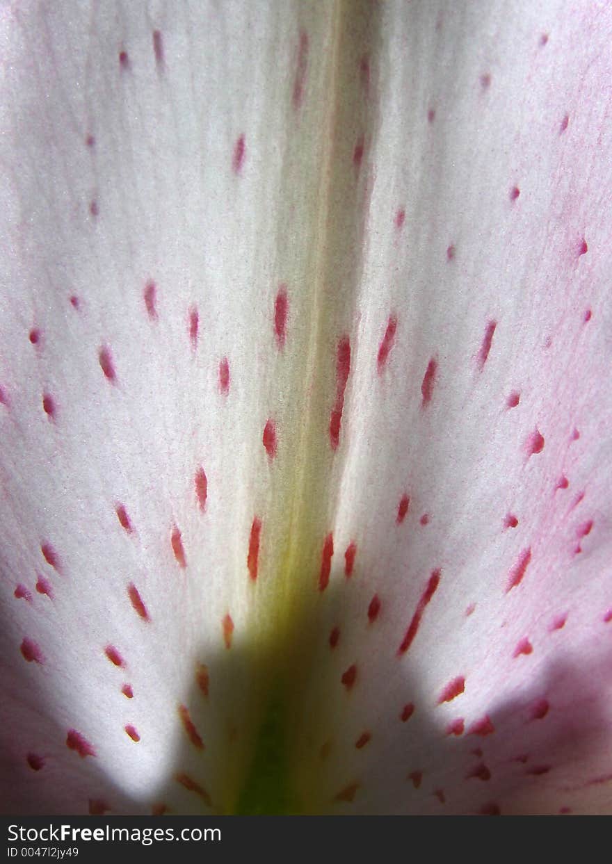 Beautiful macro of a stargazer lily petal - lovely details and texture.