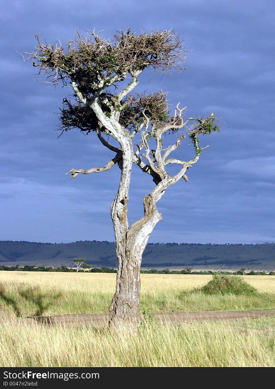 Old tree and skies