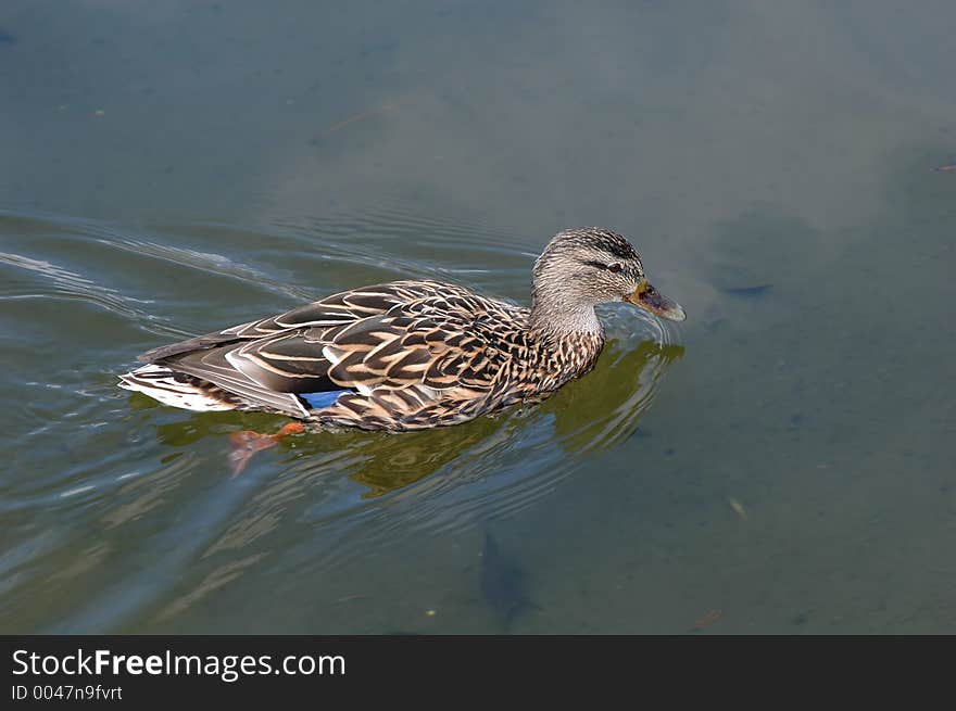 Duck close-up