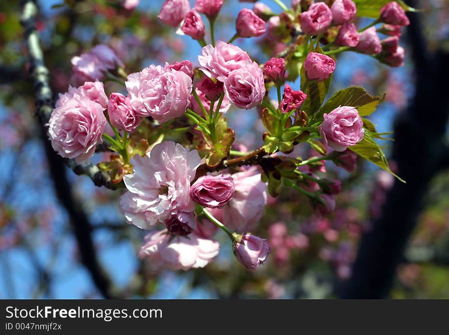 Pin blossom flower and tree