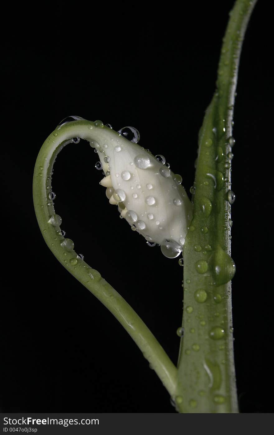 A white peace lily flower unfurling. A white peace lily flower unfurling.