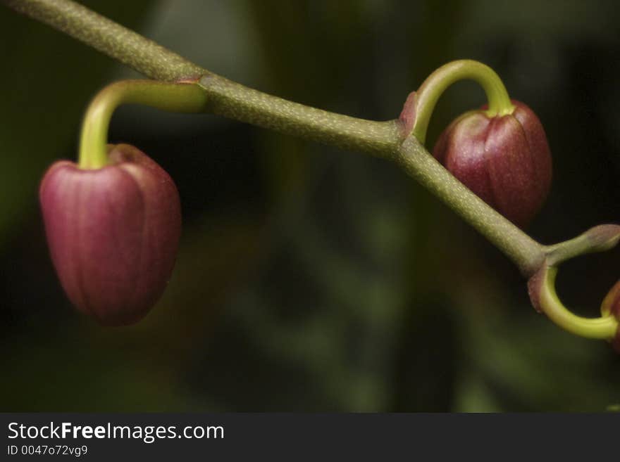 Two purple buds on a green vine.