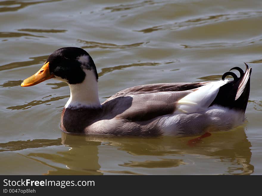 Duck In His Natural Surrounding