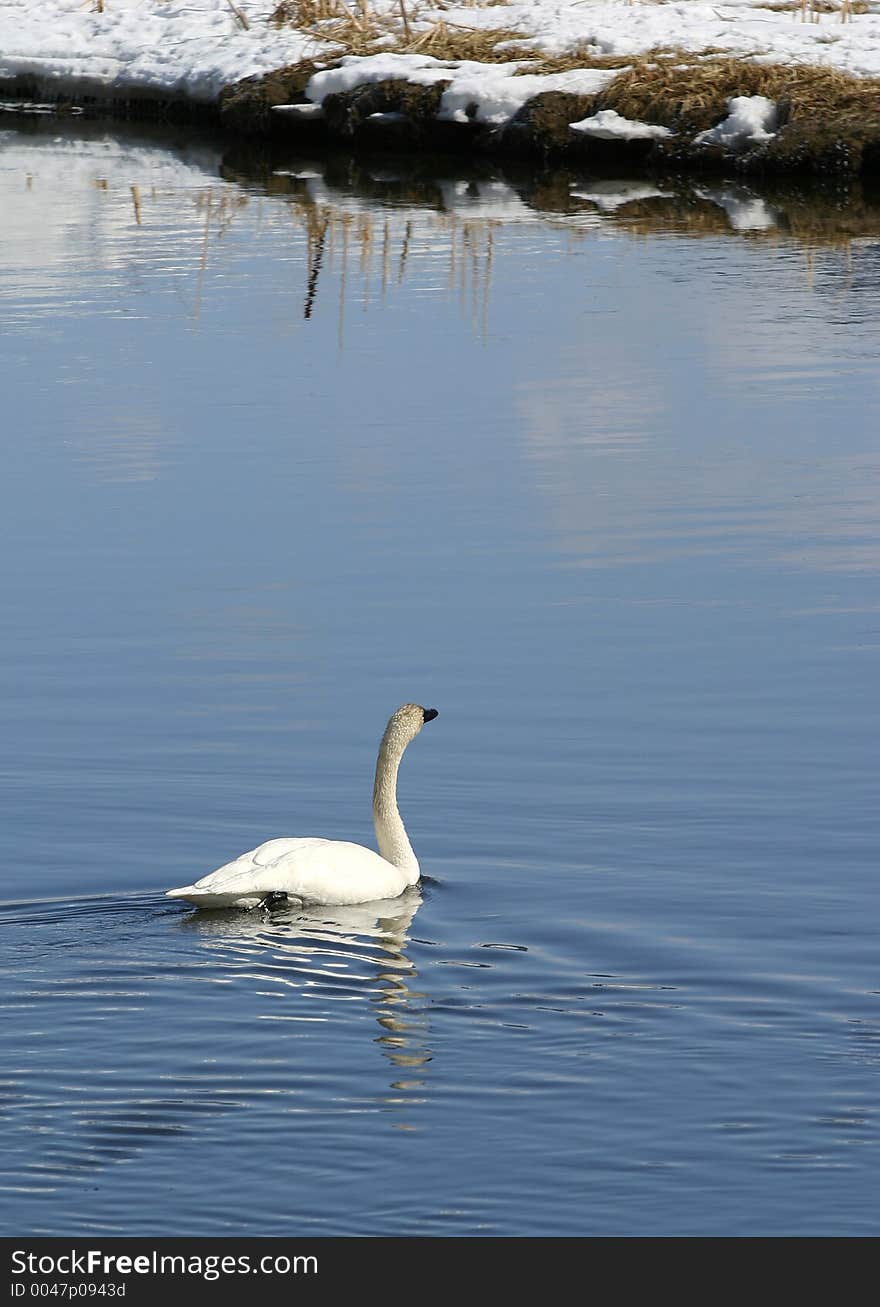 A Trumpeter Swan swims on a cold blue stream towards an icy snowbank.