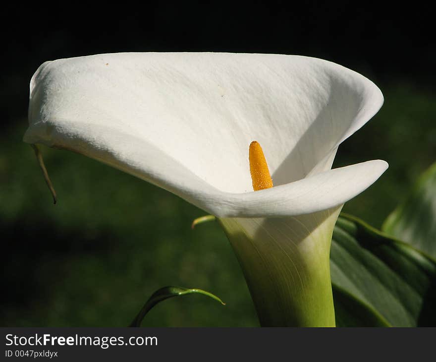 Callalily in white color