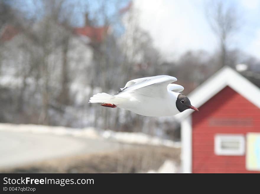 Flying seagul