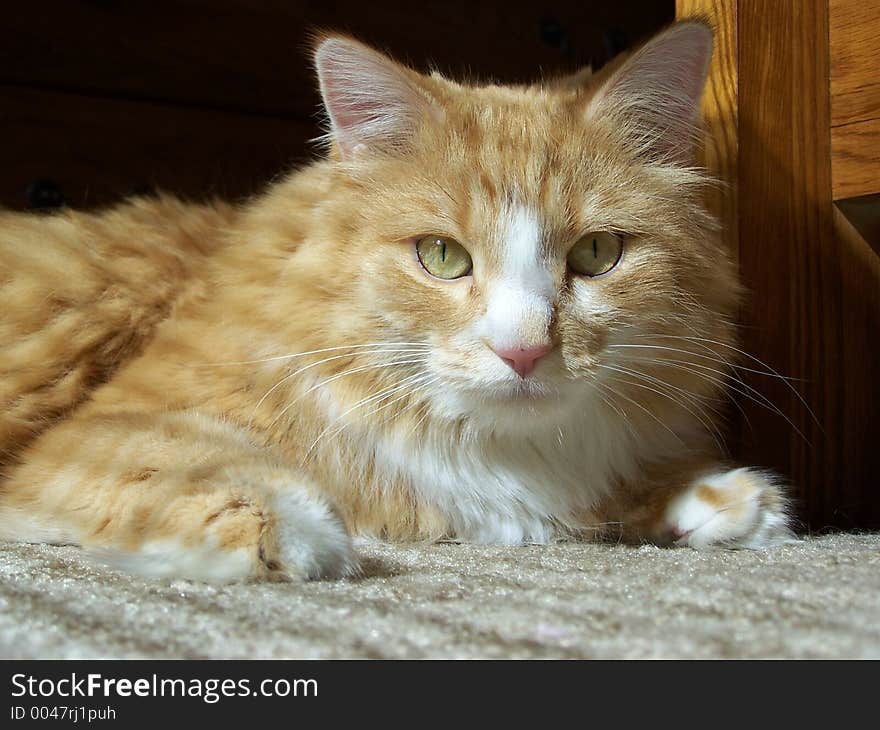 Photo of a large orange cat lounging in the sun. Photo of a large orange cat lounging in the sun.