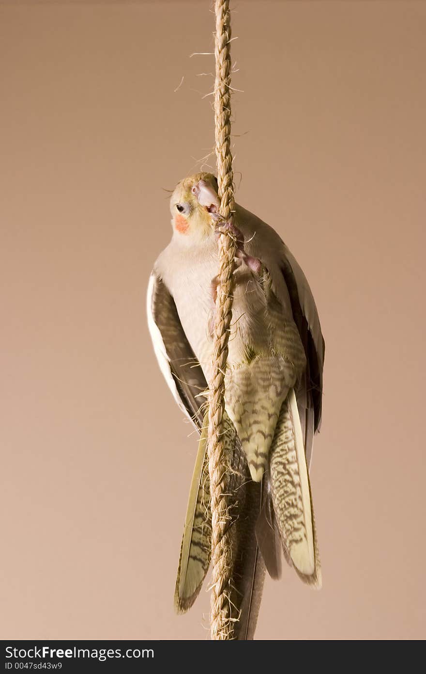 Canelle sits for a portrait on one of her favorite swings. Canelle sits for a portrait on one of her favorite swings