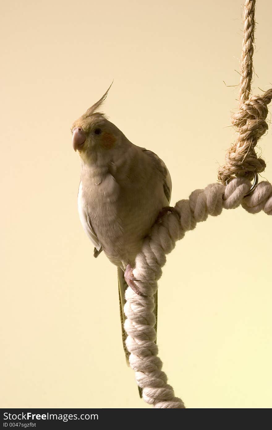 Canelle sits for a portrait on one of her favorite swings. Canelle sits for a portrait on one of her favorite swings