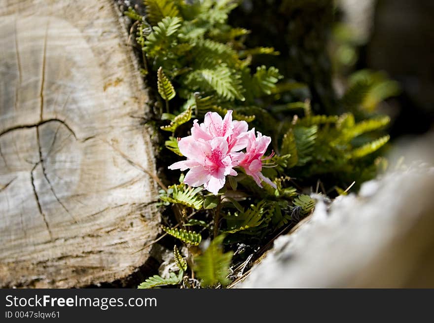 Azalea flower