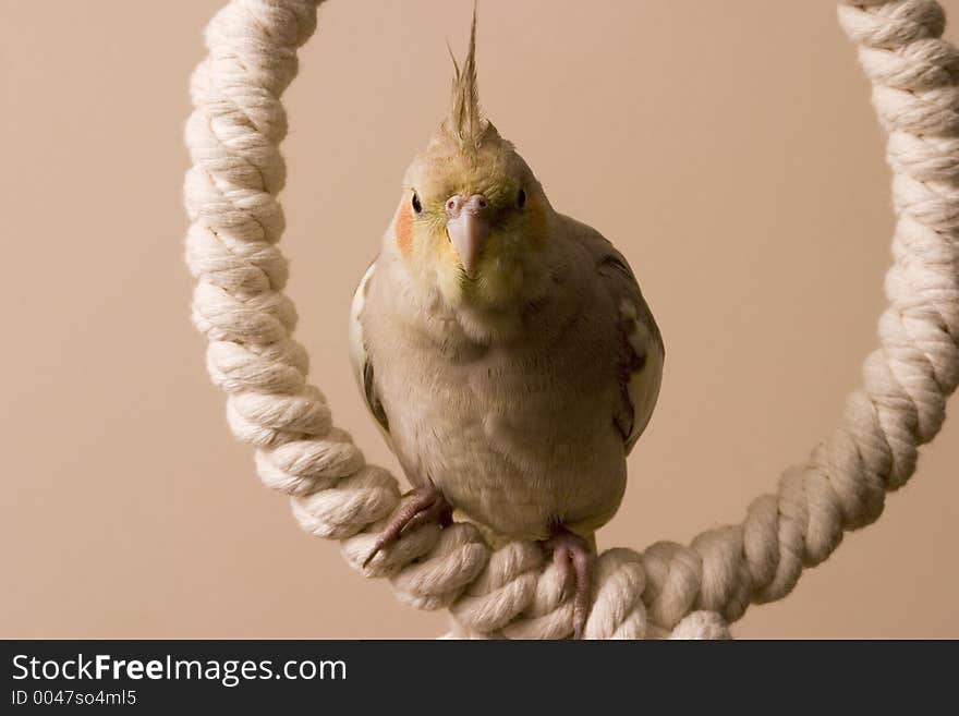 Canelle sits for a portrait on one of her favorite swings. Canelle sits for a portrait on one of her favorite swings