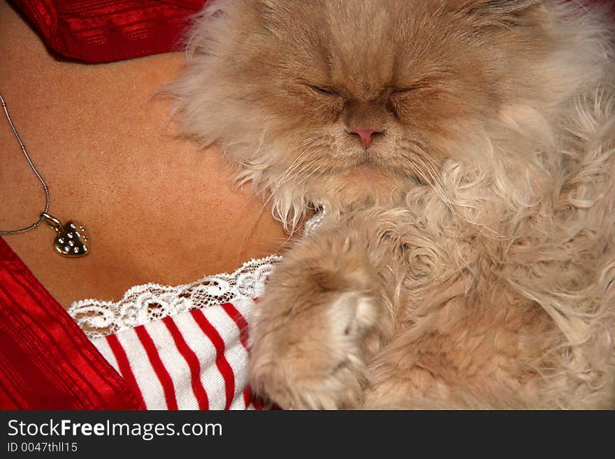 Persian Cat. Persian Cat