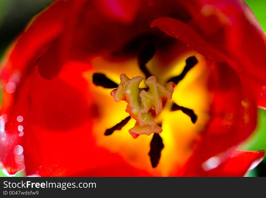 Abstract tulip interior with some dew drops. Macro shot, shallow depth of field.
