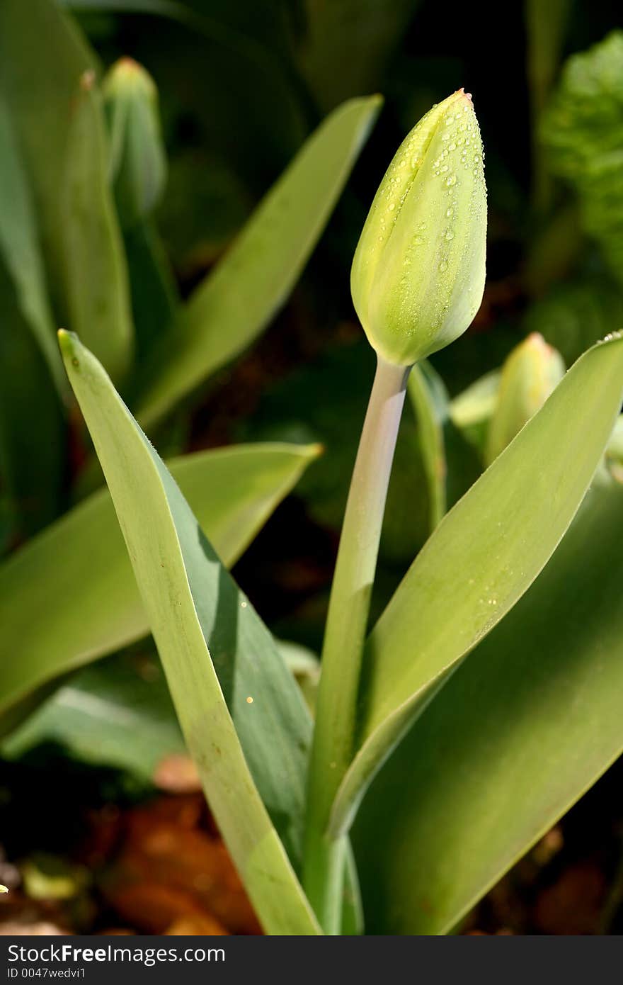 Tulip bud soon to open with a spring flower. Tulip bud soon to open with a spring flower.