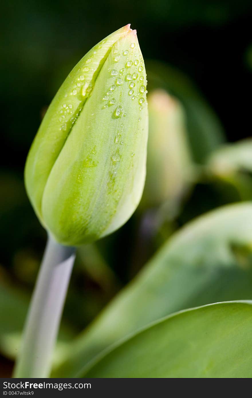 Tulip bud soon to open with a spring flower. Tulip bud soon to open with a spring flower.